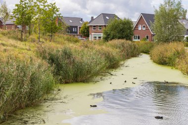 Zuidhorn 'daki Doğa Adası Oostergast, Hollanda' nın batıdaki Groningen bölgesi.