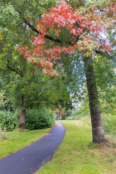 Colorful Leaves Scarlet Oak Johan Smitpark Zuidhorn Municipality Westerkwartier Groningen — Stock Photo, Image