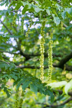 Zuidhorn 'daki Johan Smitpark, Hollanda' nın Westerkwartier Groningen ili