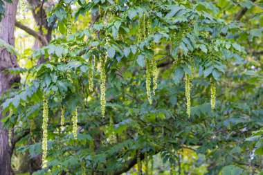 Zuidhorn 'daki Johan Smitpark, Hollanda' nın Westerkwartier Groningen ili