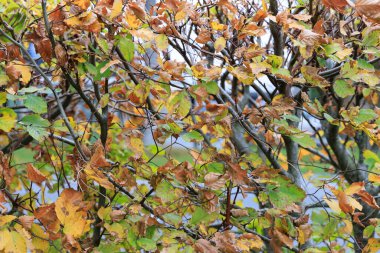 Sonbahar renklerinde kayın çiti.