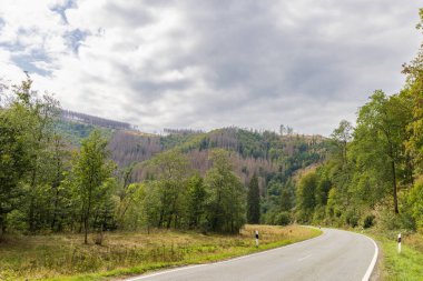 Almanya 'nın Brocken Massif Harz Ulusal Parkı' nda iklim değişikliği ve kabuk böcekleri sonucu ölen ladin ağaçları