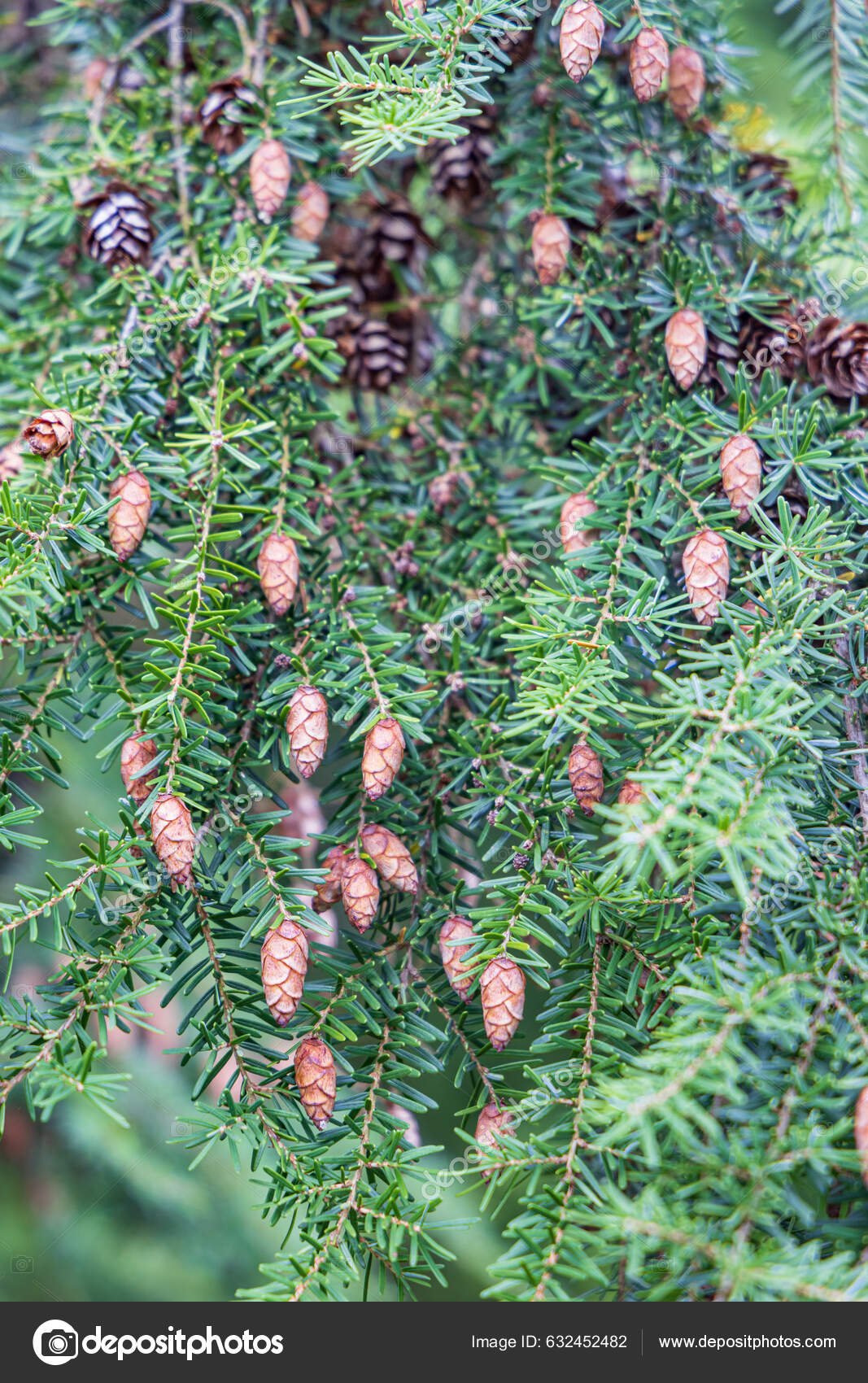 western hemlock cones