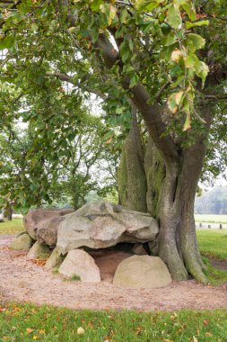 Pair of dolmen D21 and D22 overgrown by big tree in autumn setting in small village Bronnger atHondsrug in Drenthe The Netherlands