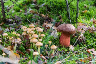 Funghi closeup of Boletus luridiformis or dotted stem bolete and group of yellow Hypholoma fasciculareor sulphur tuft