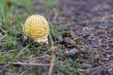 Funghi closeup of fresh young yellow Amanita popping out of the soil in the forest. Specific species unknown.