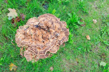 Polypore mushroom Trametes versicolo or Turkey tail mushroom in field of grass in the Netherlands