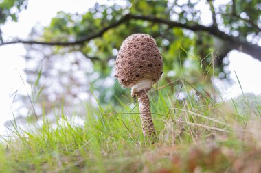 Funghi closeup of parasol mushroom along a path in the forest during autumn season