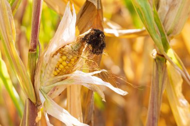 Withered corn field as a result of climate change in The Netherlands