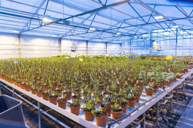 Glass house cultivating different kinds of house plants with blue led light during the winter time which stimulates growth like natural light.