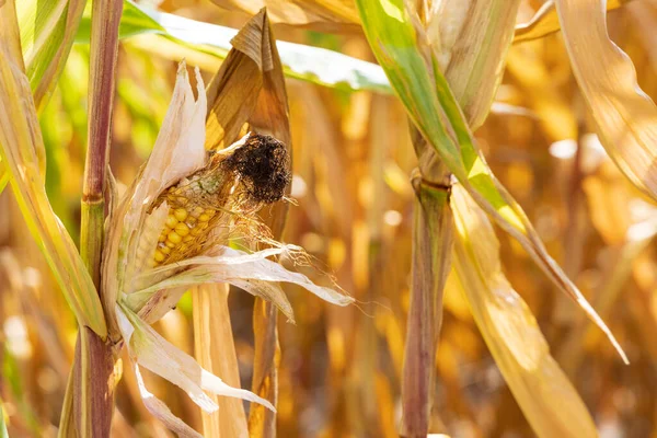 Withered corn field as a result of climate change in The Netherlands