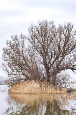 Large tree in flooded area near ferry pond Olsterveer with sculpture crossing IJssel river in Olst Wijhe Welsum in Overijssel in The Netherlands