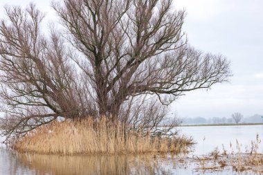 Large tree in flooded area near ferry pond Olsterveer with sculpture crossing IJssel river in Olst Wijhe Welsum in Overijssel in The Netherlands