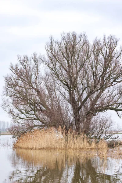 Large tree in flooded area near ferry pond Olsterveer with sculpture crossing IJssel river in Olst Wijhe Welsum in Overijssel in The Netherlands