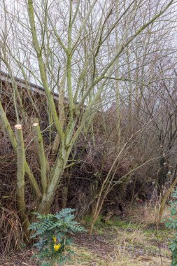 Row of trees with piles of pruning waste as a measure for biodiversity and shelter for insects, mice, hedgehogs and other smalle animals