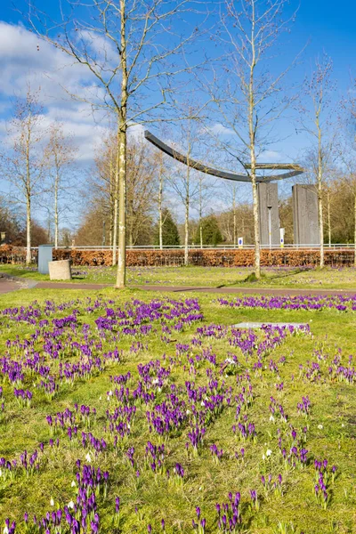 Kvetoucí Krokus Umělecká Díla Přístavu Obce Leek Westerkwartier Provincii Groningen — Stock fotografie