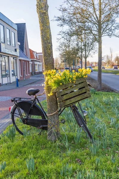 Nederlandse Fiets Met Bloeiende Narcis Leek Gemeente Westerkwartier Groningen Provincie — Stockfoto