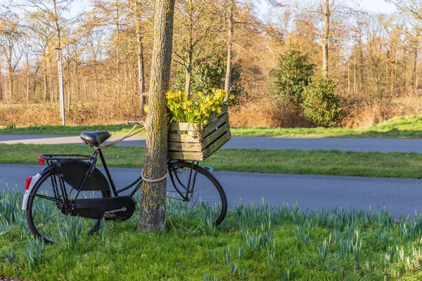 Dutch Bike Blooming Daffodil Leek Municipality Westerkwartier Groningen Province Netherlands — Stock Photo, Image