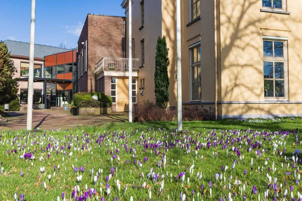 Lauch Niederlande Februar 2023 Blühender Krokus Garten Des Rathauses Der — Stockfoto