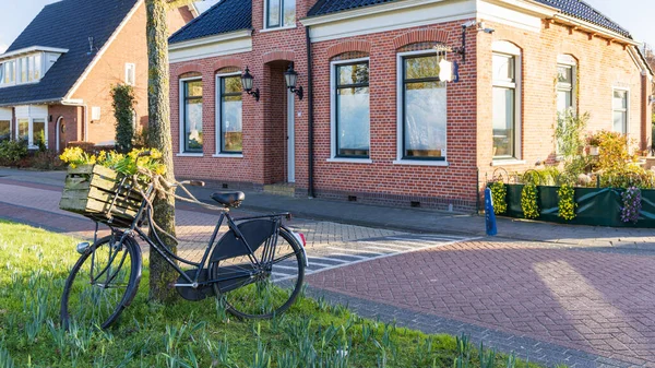 Голландский Велосипед Цветущим Нарциссом Муниципалитете Лик Вестерквартье Провинции Гронинген Нидерланды — стоковое фото