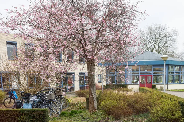 Virágzó Japán Cseresznye Leek Településen Westerkwartier Groningen Tartomány Hollandiában — Stock Fotó