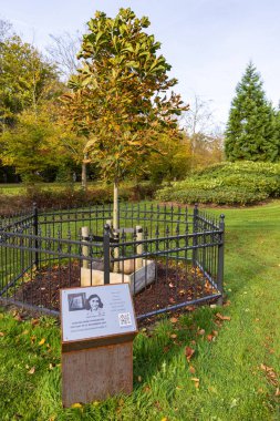Leek, Hollanda - 26 Ekim 2022: Hollanda 'nın Westerkwartier Groningen bölgesindeki Leek belediyesinde Anne Frank ağacının tohumu ve park yeri