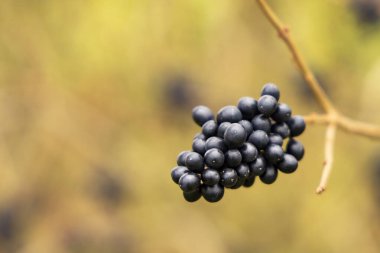 Drenthe 'de bir yol boyunca yabani, sıradan, özel meyveler Ligustrum vulgare Hollanda