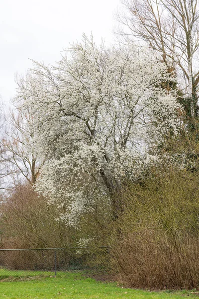 荷兰奥宁市的道路两旁开满了盛开的月桂树 — 图库照片