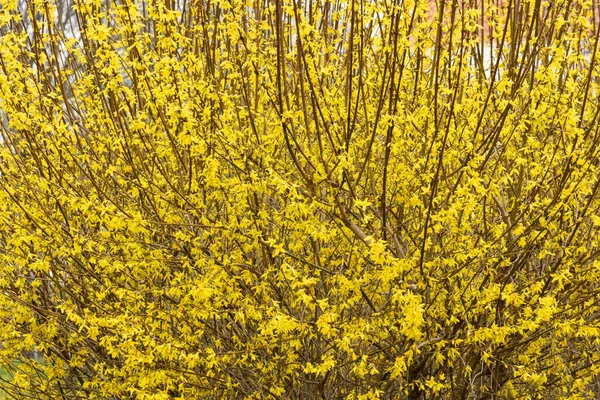 Kwitnąca Miotła Małym Parku Gminie Onnen Groningen Holandia — Zdjęcie stockowe