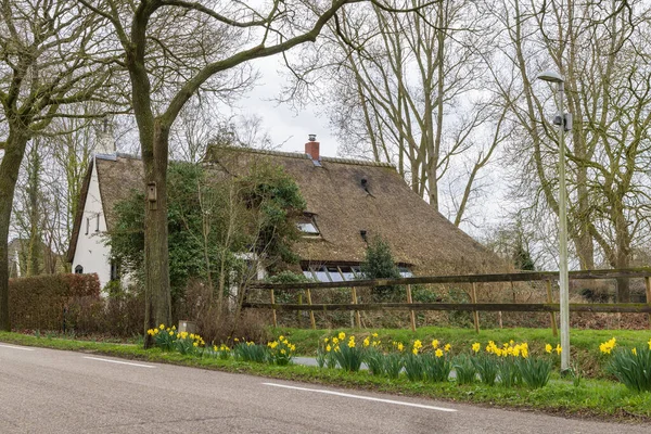 Daffodil Podél Silnice Obci Onnen Groningen Provincii Groningen Nizozemsko — Stock fotografie