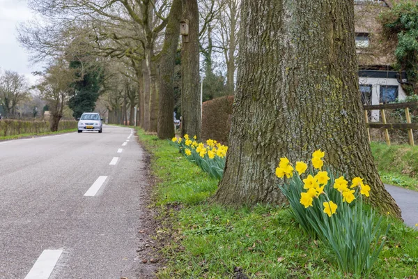 荷兰格罗宁根省昂宁市公路沿线的Daffodil — 图库照片