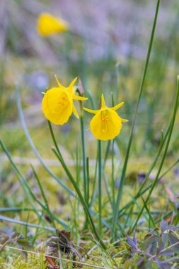 Hollanda 'nın Groningen eyaleti Haren Belediyesi' ndeki Hortus Botanicus 'ta narcissus bulbocodium consspicus çiçekleri.