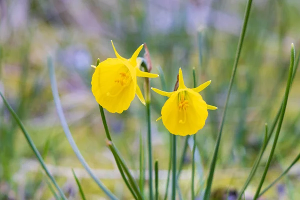 Narcissus Bulbocodium Consspicus Flores Hortus Botanicus Haren Municipio Groninga Provincia —  Fotos de Stock