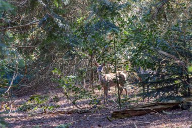 Hollanda 'nın Groningen eyaleti Haren Belediyesi' nde bulunan Hortus Botanicus 'taki Pinetum' da saklanan geyik.