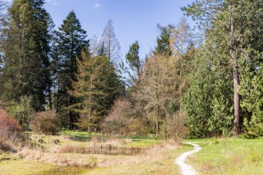 Hollanda 'nın Groningen eyaleti Haren Belediyesi' nde bulunan Hortus Botanicus 'taki pinetum boyunca uzanan yol.