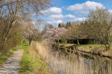 Hollanda 'nın Groningen eyaleti Haren Belediyesi' nde Hortus Botanicus 'ta çiçek açan erik ağacı.