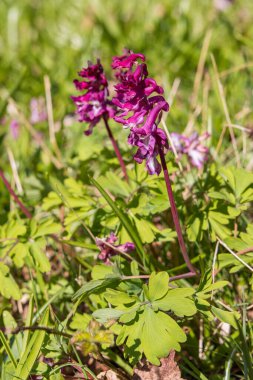 Hollanda 'nın Groningen eyaleti Haren Belediyesi' ndeki Hortus Botanicus 'ta Corydallis solida Papaveraceae.