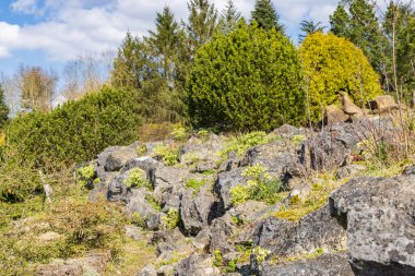 Hollanda 'nın Groningen eyaleti Haren Belediyesi' nde Hortus Botanicus 'ta bir kaya bahçesi.