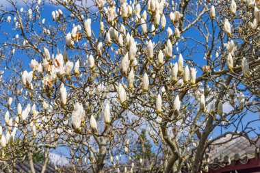 Hollanda 'nın Groningen eyaleti Haren Belediyesi' ndeki Hortus Botanicus 'ta Magnolia ihtişamı.