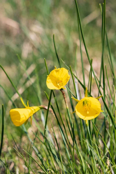 Narcissus Bulbocodium Consspicus Fiori Hortus Botanicus Haren Comune Groningen Provincia — Foto Stock
