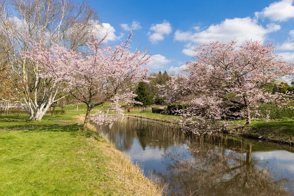 stock image Blooming prunus tree in Hortus Botanicus in Haren Municipality Groningen in Groningen province he Netherlands