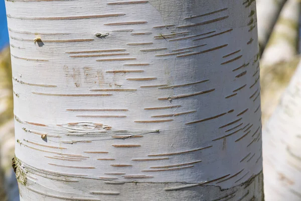 로닝겐 지역에 지구의 쿠스에 자작나무 — 스톡 사진