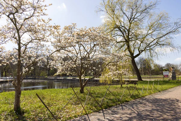オランダのフローニンゲン州 ハーレン市のHortus Botanicusの北日本のマグノリアの木 — ストック写真