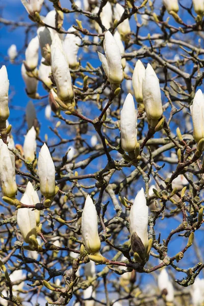 Hollanda Nın Groningen Eyaleti Haren Belediyesi Ndeki Hortus Botanicus Magnolia — Stok fotoğraf