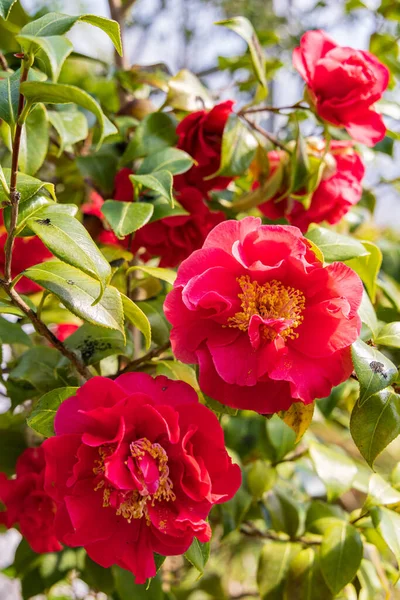 Czerwony Kwiat Kamelii Tropikalnym Ogrodzie Hortus Botanicus Gminie Haren Groningen — Zdjęcie stockowe