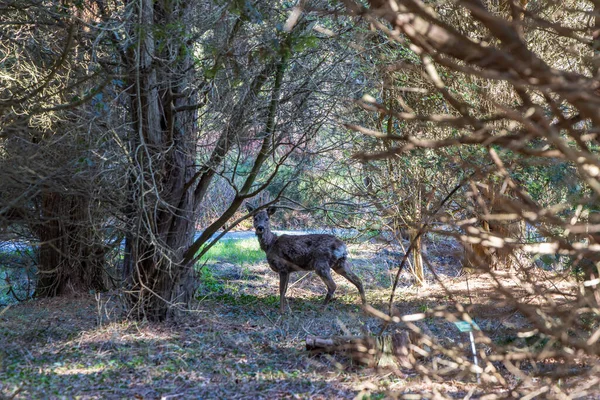 グレニンゲン州のGroningen市のHortus BotanicusにPinetumに隠れている鹿彼はオランダ — ストック写真