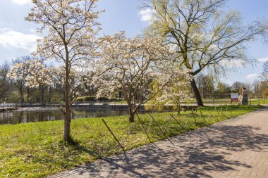 Hollanda 'nın Groningen bölgesindeki Haren Belediyesi' nde Hortus Botanicus 'taki Kuzey Japon Magnolia ağacı.