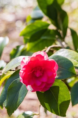 Hollanda 'nın Groningen eyaletindeki Haren Belediyesi' nde bulunan Hortus Botanicus 'un tropikal bahçesinde kırmızı çiçek açan kamelya.