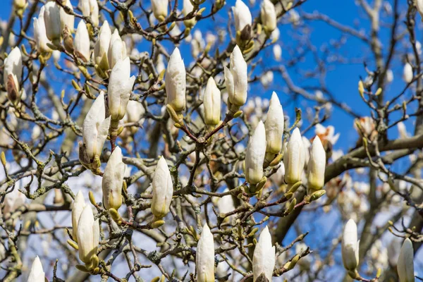 Hollanda Nın Groningen Eyaleti Haren Belediyesi Ndeki Hortus Botanicus Magnolia — Stok fotoğraf