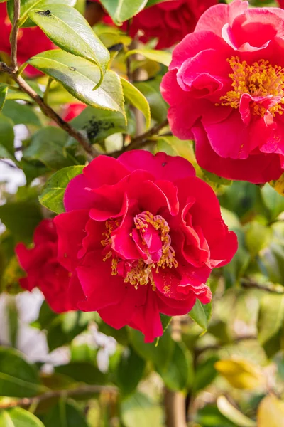 Czerwony Kwiat Kamelii Tropikalnym Ogrodzie Hortus Botanicus Gminie Haren Groningen — Zdjęcie stockowe